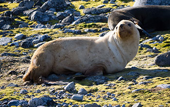 A blond fur seal near Palmer Station